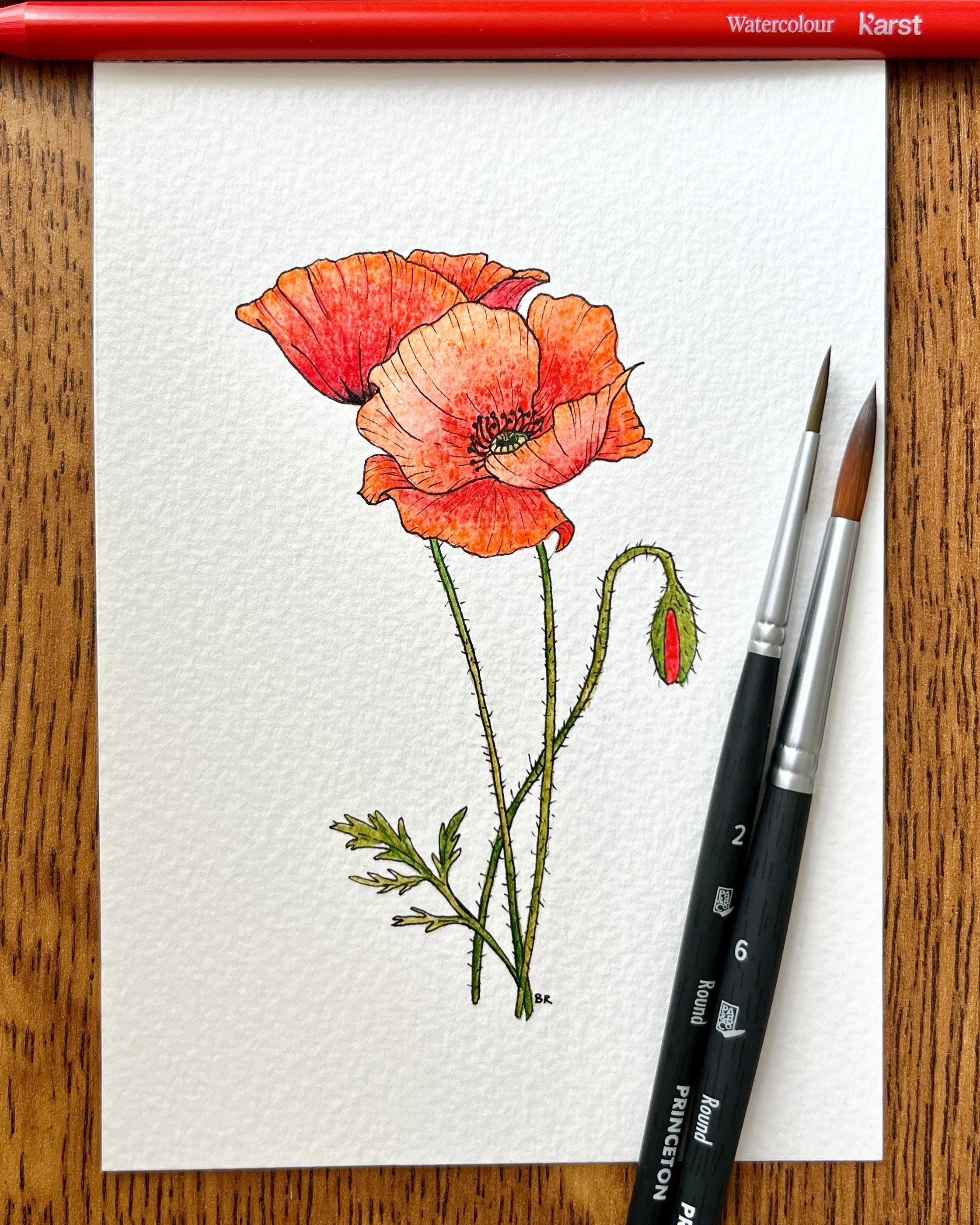 Poppies in watercolour pencils