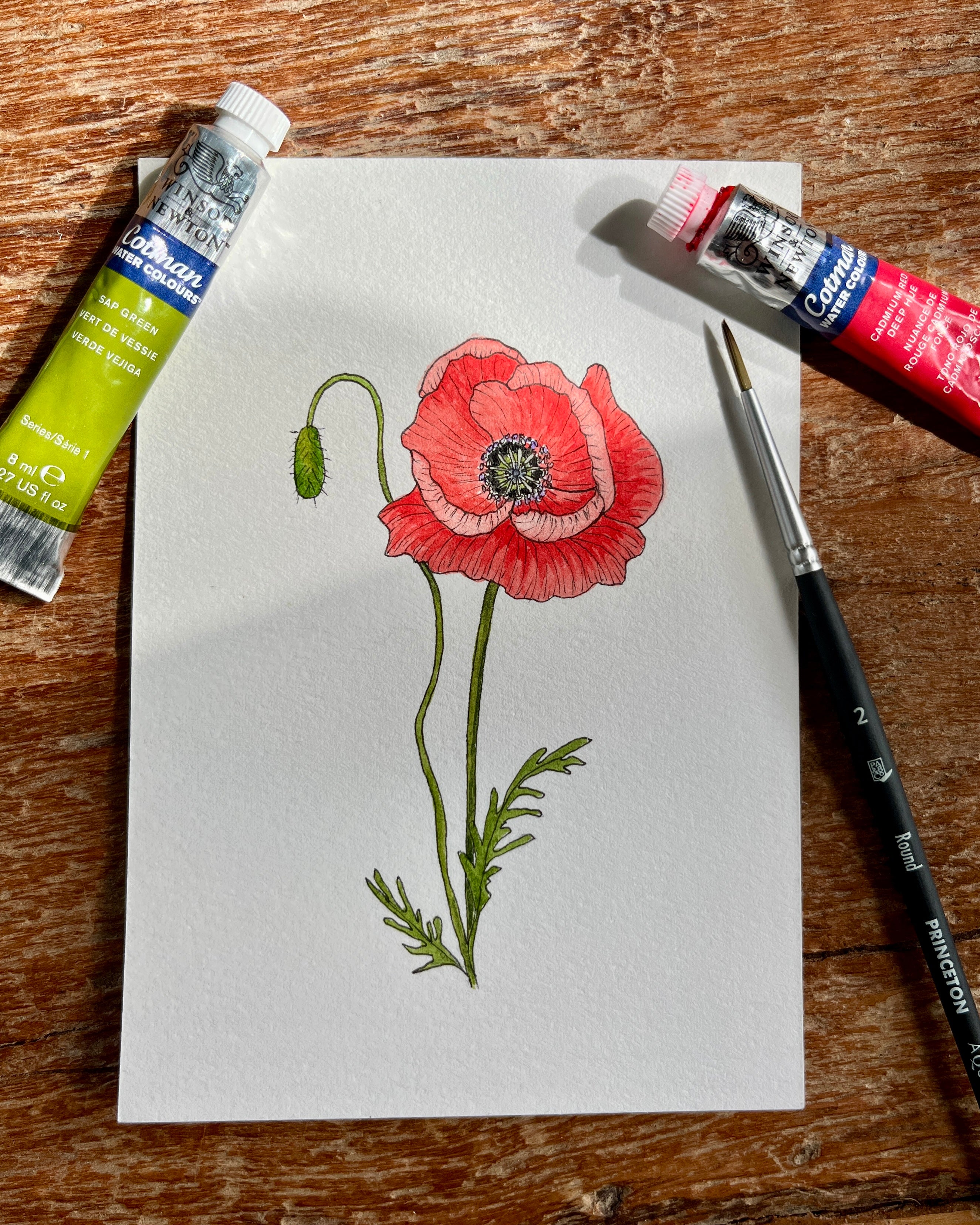 Poppy in line and wash