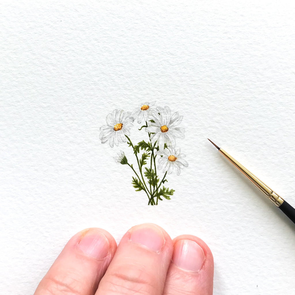 Shasta daisies