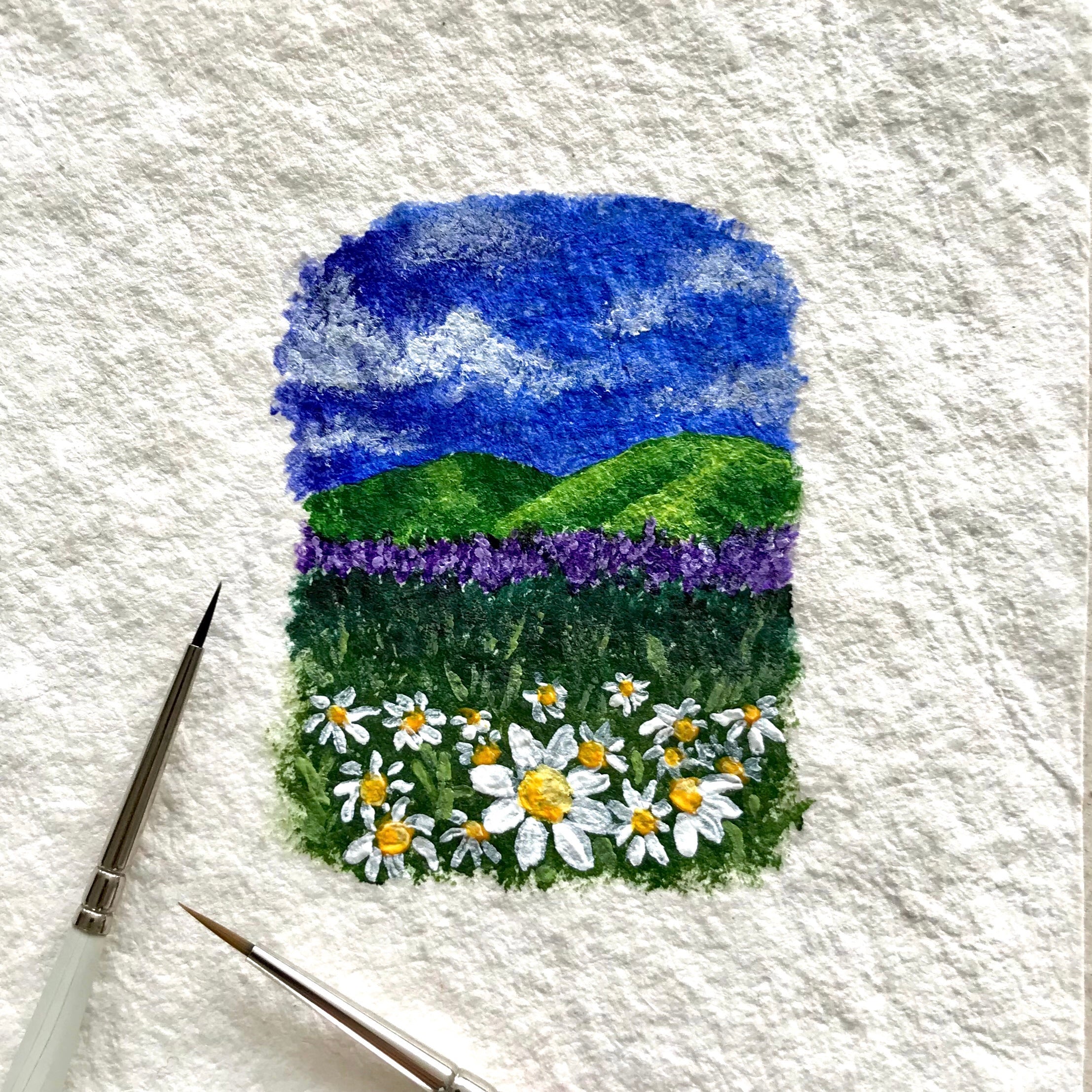 Daisy meadow