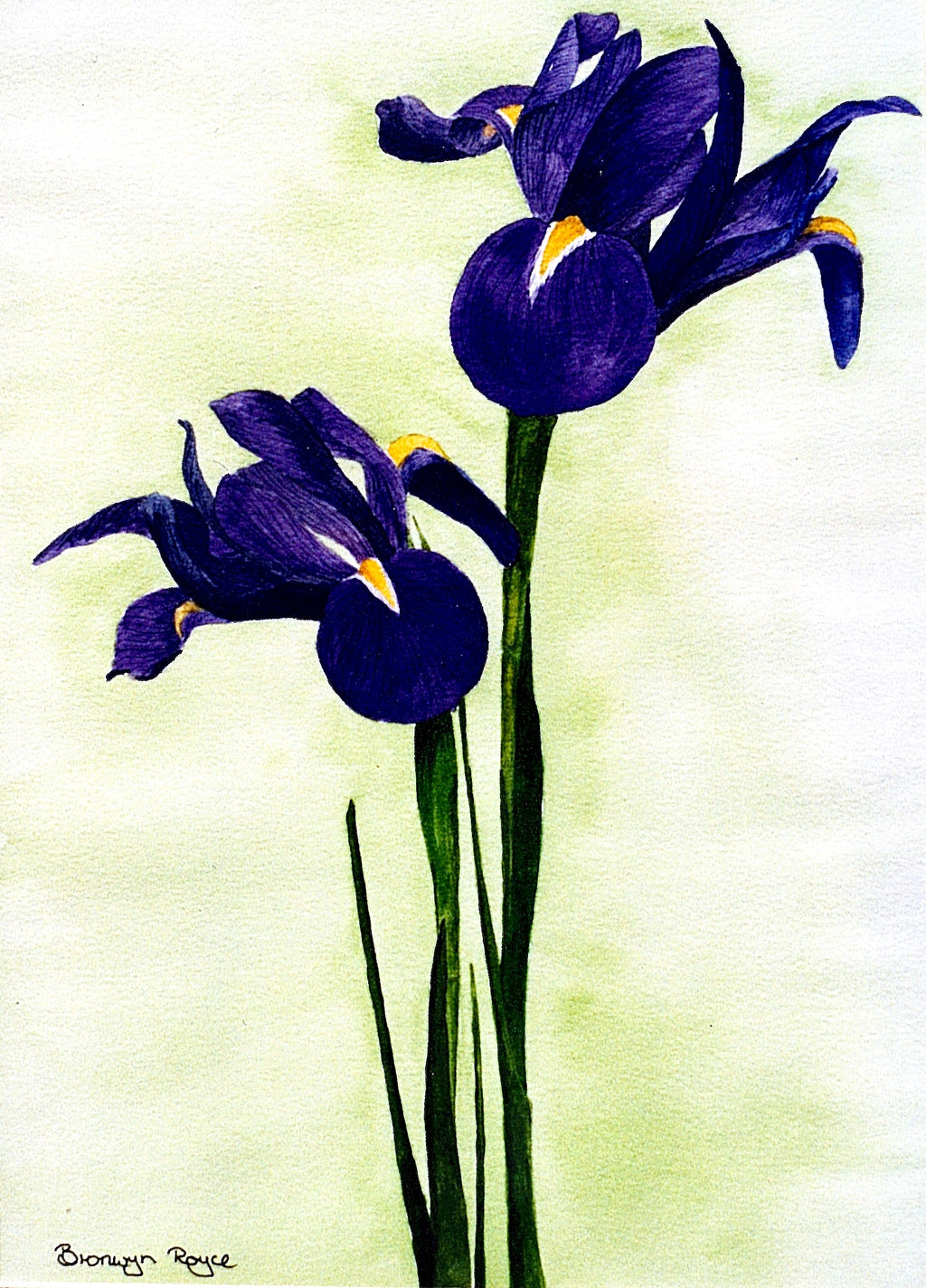 Purple irises