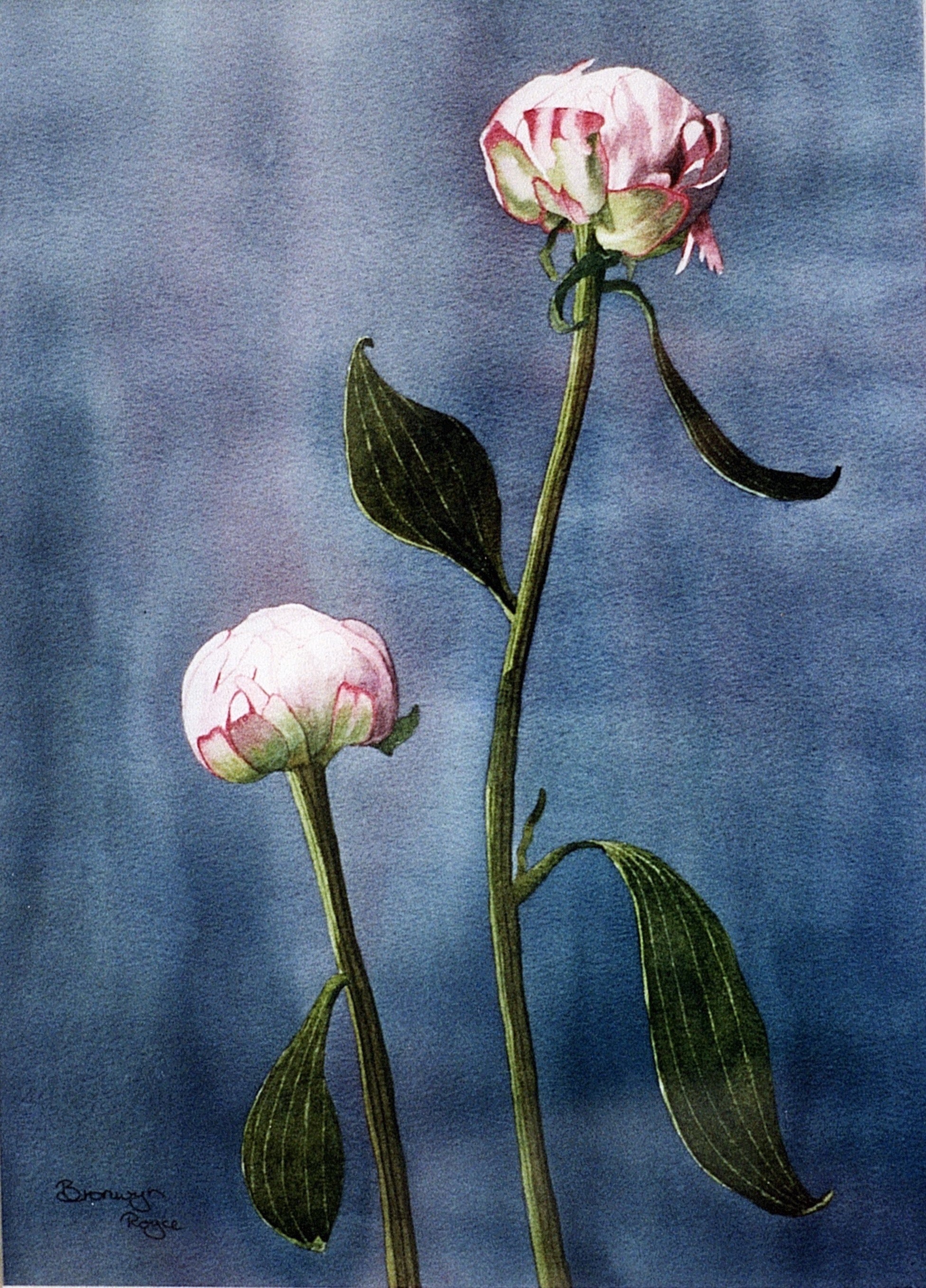 Peonies pretty in pink