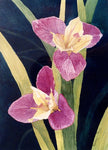 Irises standing proud