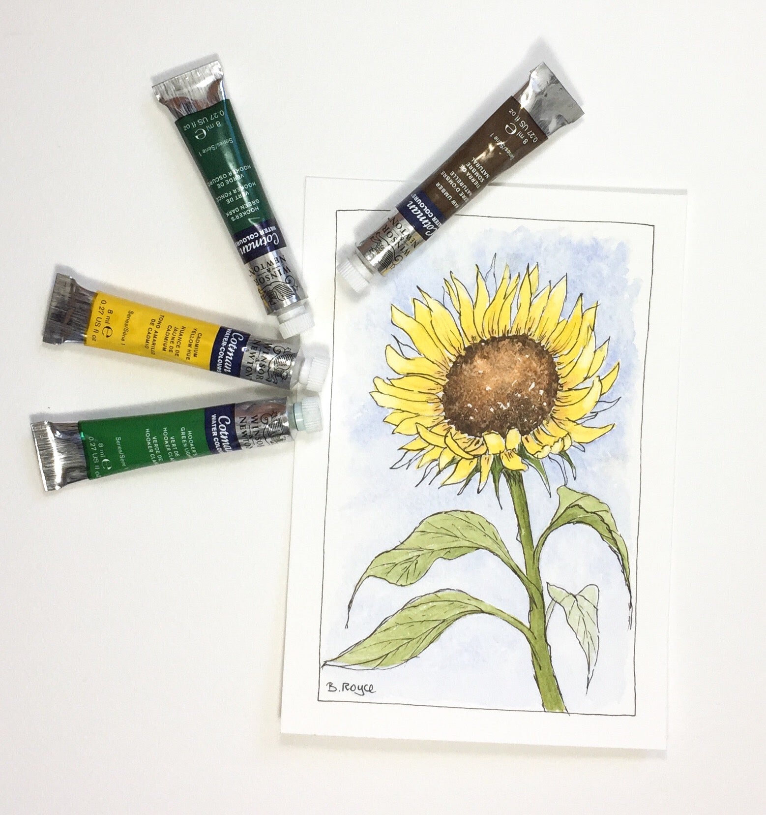 Sunflower in ink and watercolour