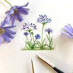 Agapanthus and cornflowers
