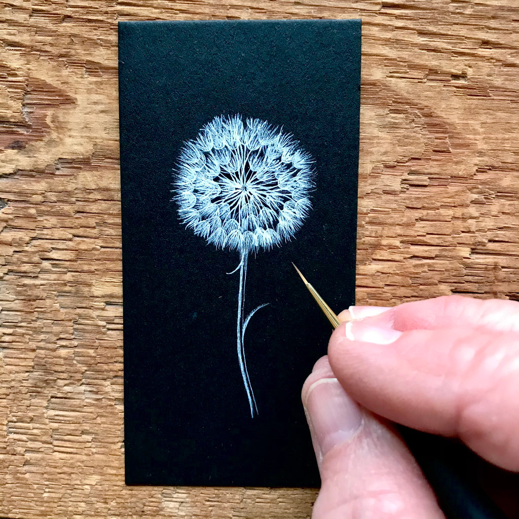 Dandelion on black