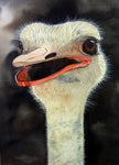 Ozzie the ostrich